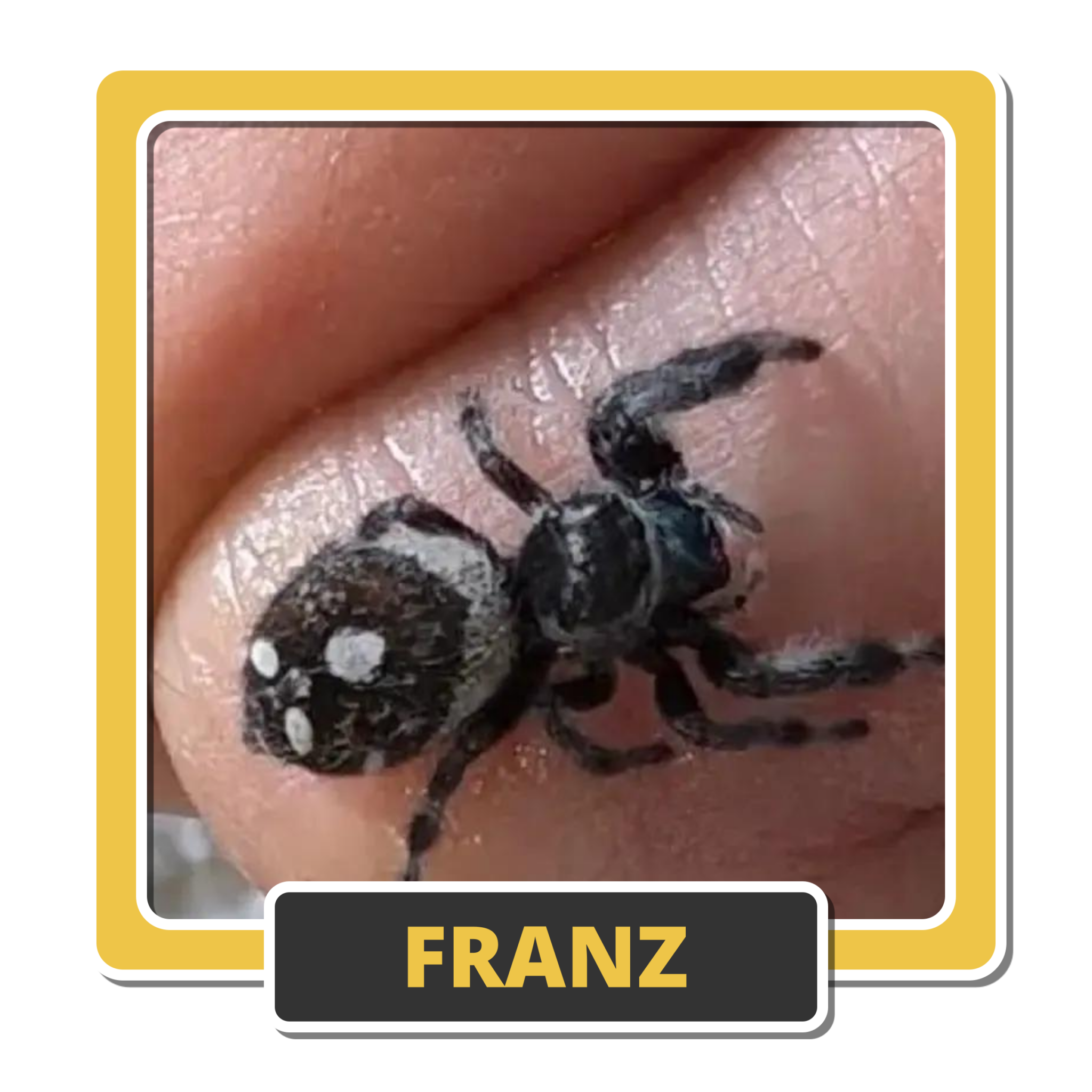 Franz 1