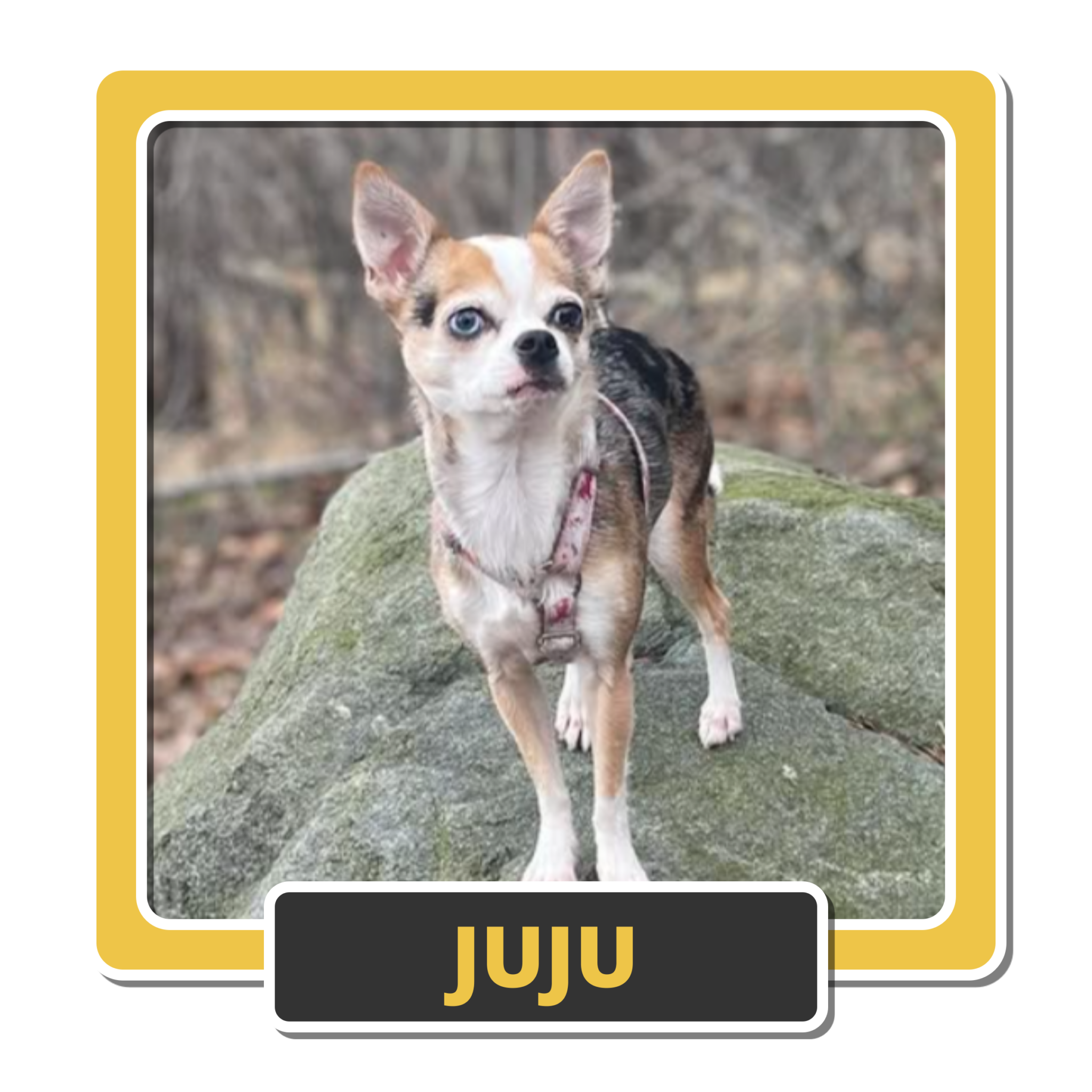 Juju 8