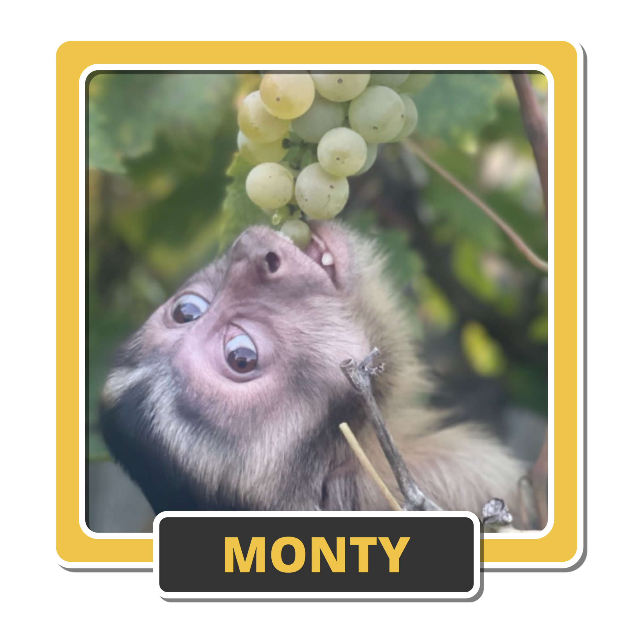 Monty 1