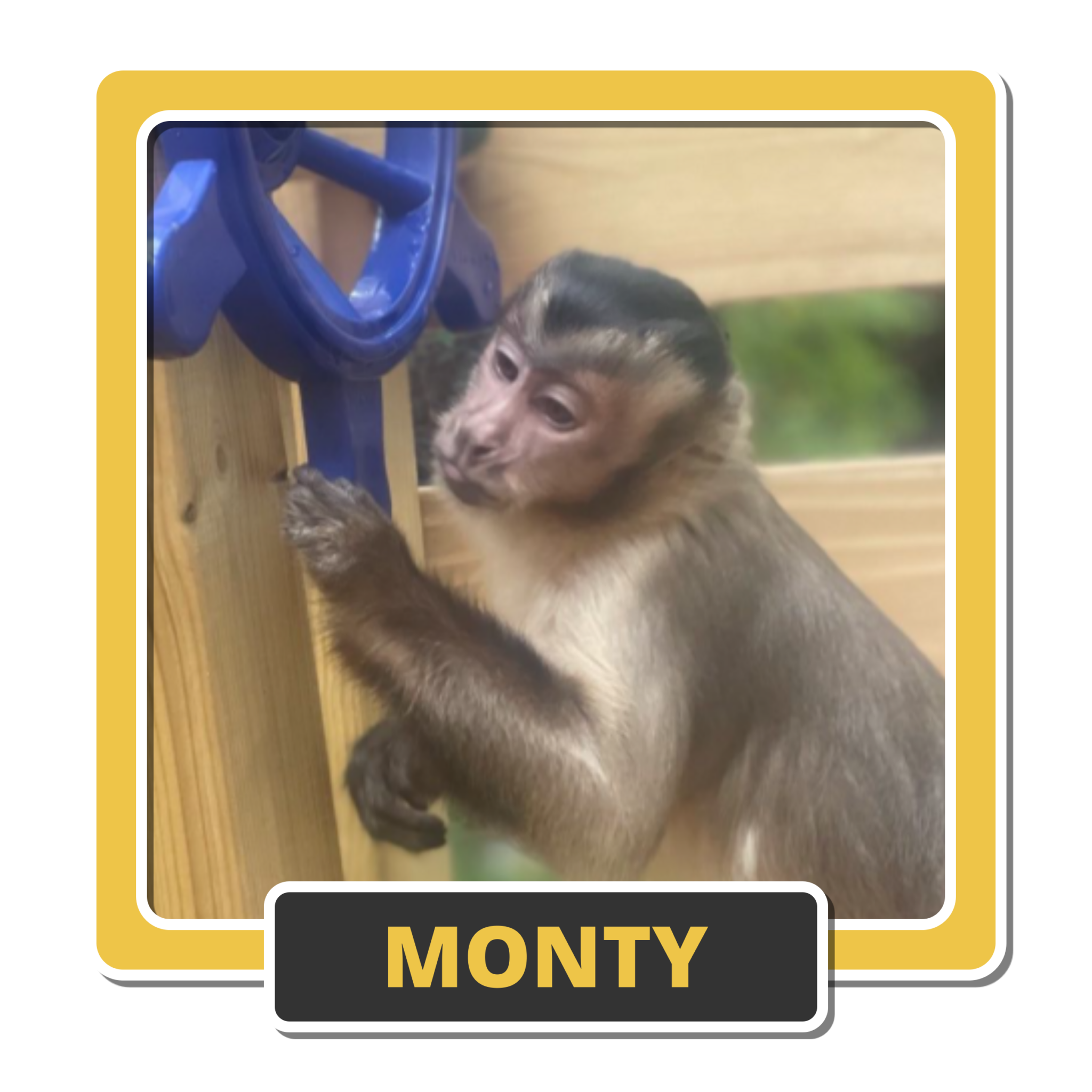 Monty 2