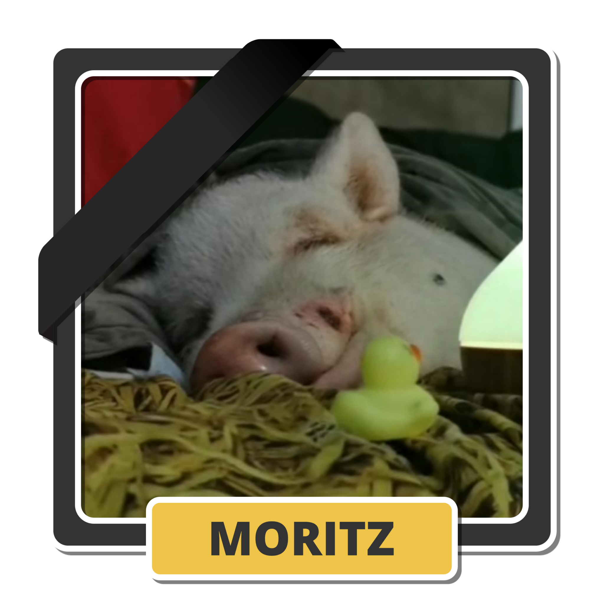 Moritz 2