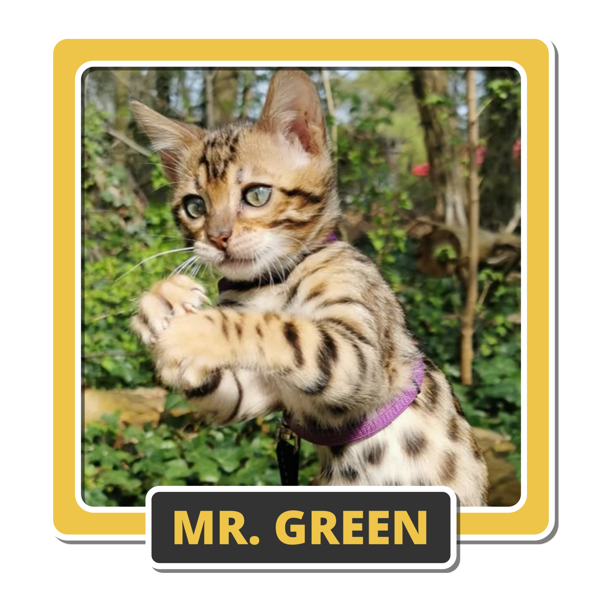 Mr Green 1