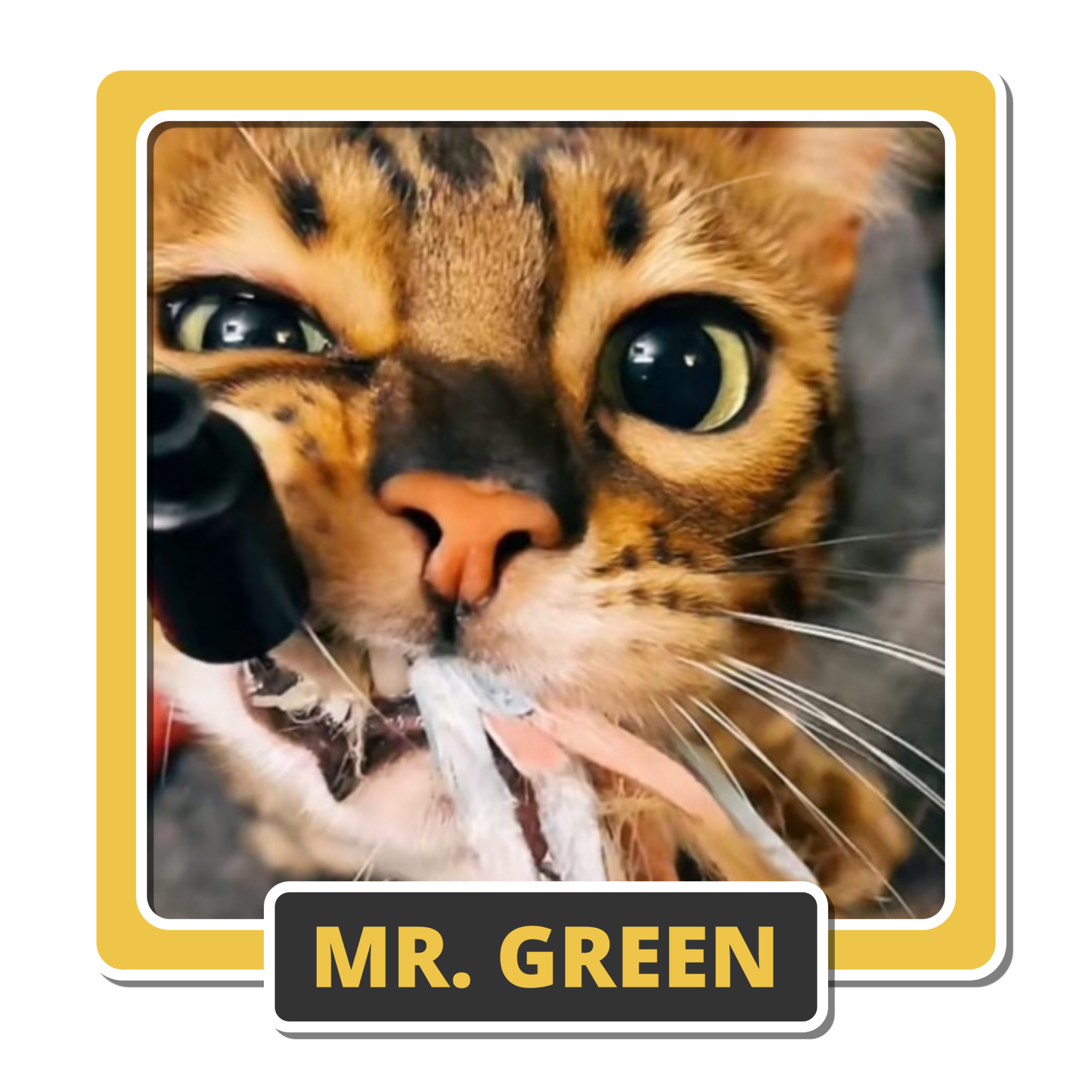 Mr Green 2