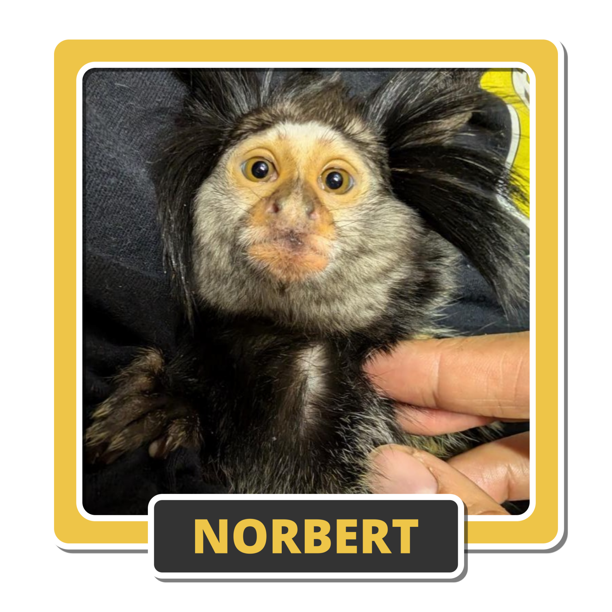Norbert 1