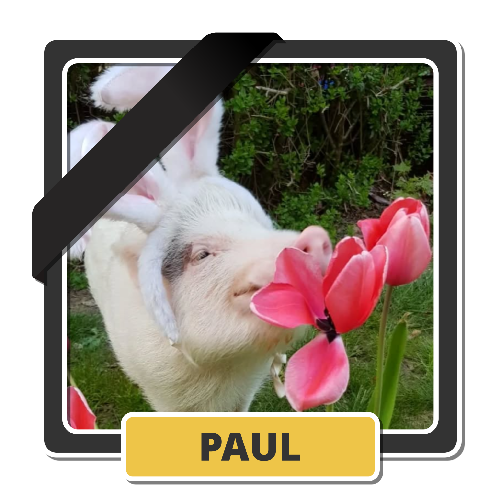 Paul 2