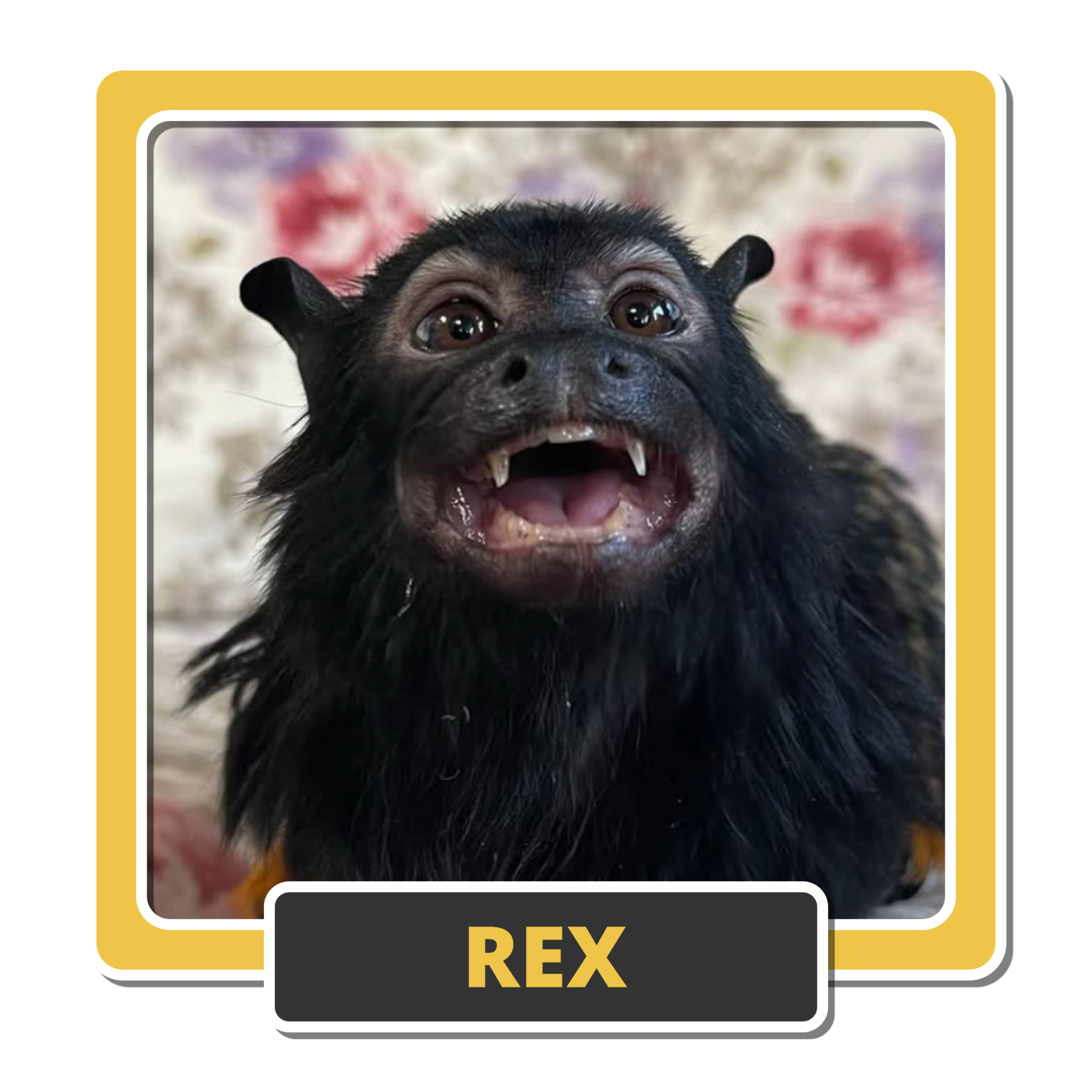 Rex 1