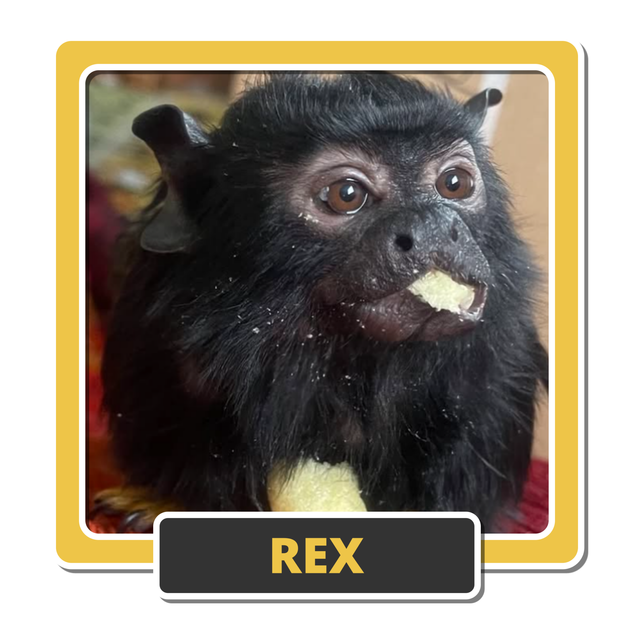 Rex 2