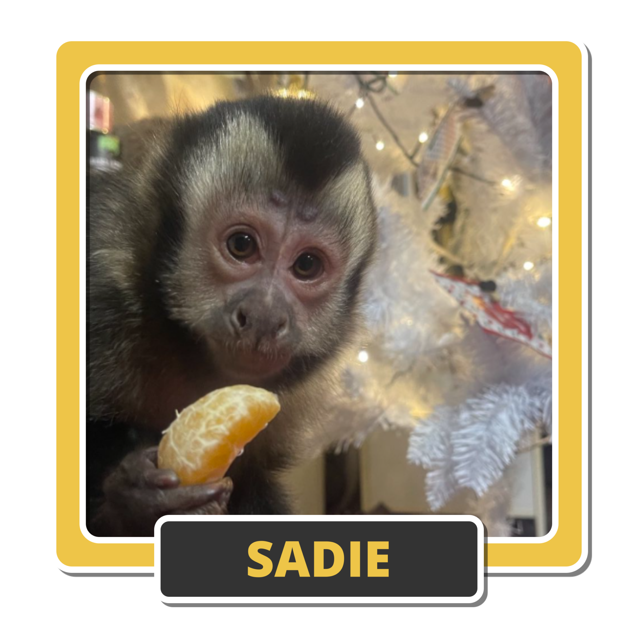 Sadie 2