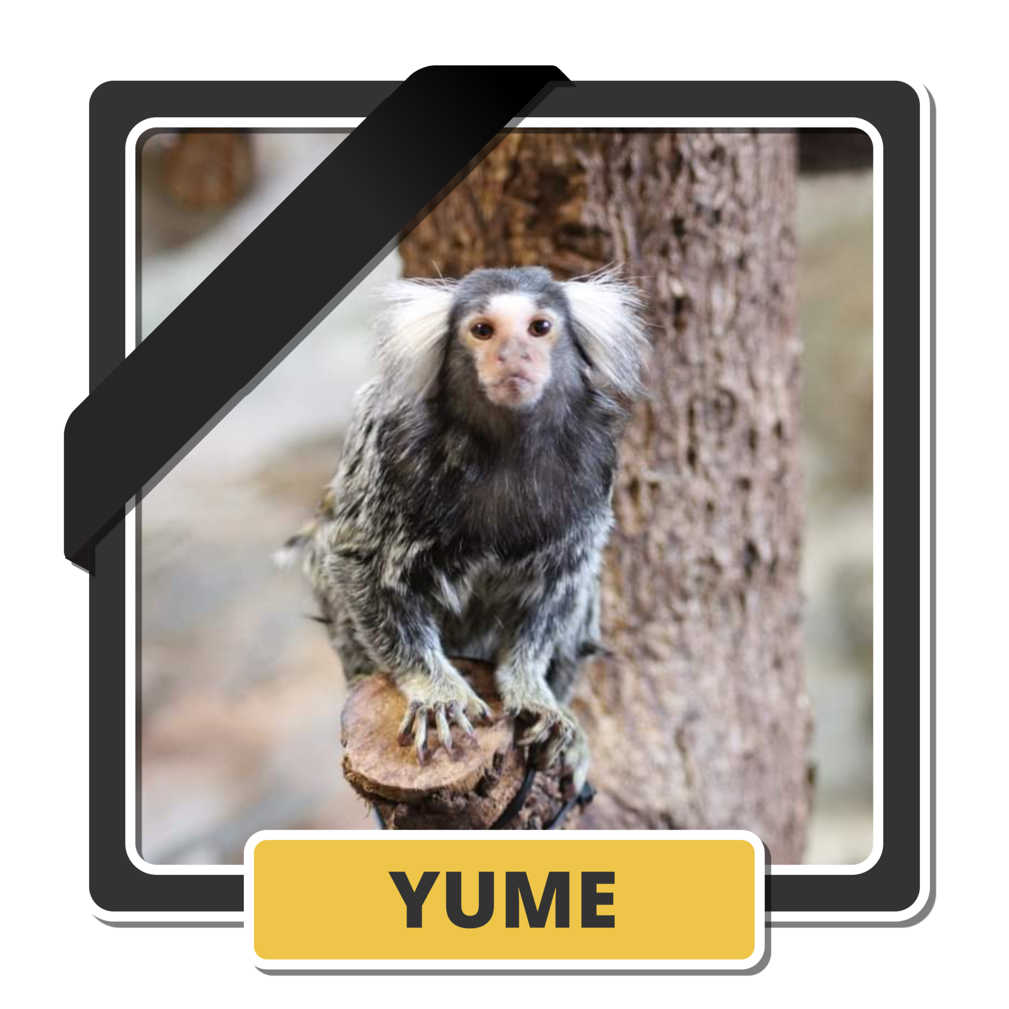 Yume 1
